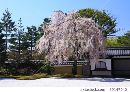 Kodaiji Temple in spring Weeping cherry blossoms 89147940