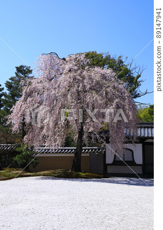 Kodaiji Temple in spring Weeping cherry blossoms 89147941