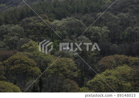 長野市 Mosuge Fresh Green 89148013