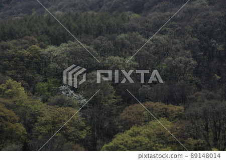 長野市茂毛 新鮮的綠色 89148014