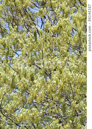 Ibaraki Hitachinaka National Hitachi Seaside Park Quercus serrata tree Ibaraki Hitachinaka National Hitachi Seaside Park Quercus serrata tree 89148387