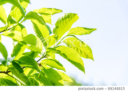 清新的綠色和藍天 89148815