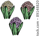 Hand drawn colored hyacinth flowers in bloom. Spring flowers and home gardening theme 89148820