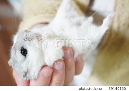 Jungarian 倉鼠仰面躺著放鬆地看著主人 89149160