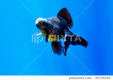 金魚黑色望遠鏡 金魚黑色望遠鏡 89149289