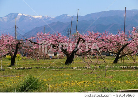 山梨市盛開的桃花田 山梨市盛開的桃花田 89149666
