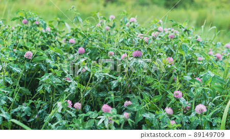 Plants on a rainy day Plants on a rainy day 89149709