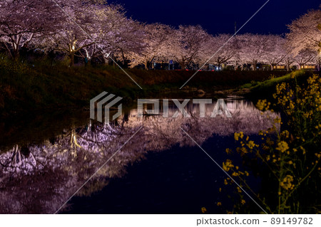 排櫻桃樹 89149782