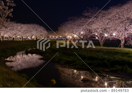 Row of cherry trees Row of cherry trees 89149783