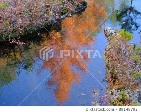 Autumn metasequoia trees reflected on the surface of the river 89149792