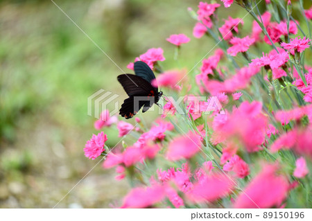 Papilio memnon and dianthus 89150196