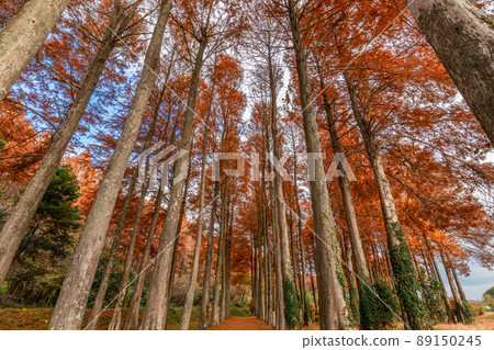 Metasequoia 89150245