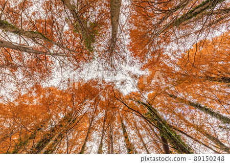 Metasequoia 89150248