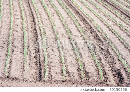 Onion field where seedlings were planted Hokkaido Onion field where seedlings were planted Hokkaido 89150266
