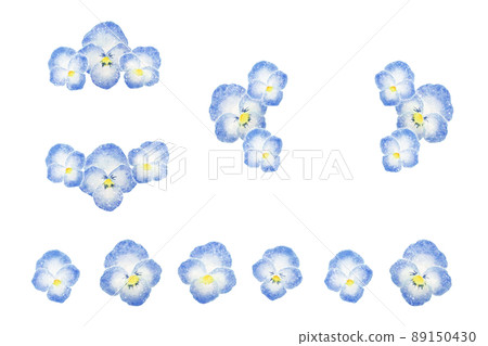 Pansy Pansy 89150430