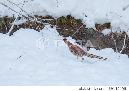 Snow and mountain birds 89150496