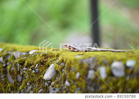 Spring Japanese lizard (Japanese lizard) Spring Japanese lizard (Japanese lizard) 89150780