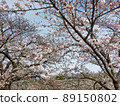 Cherry Blossoms	 89150802