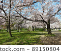 Cherry Blossoms	 89150804