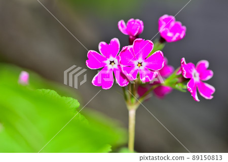 Covered Japanese primrose 89150813