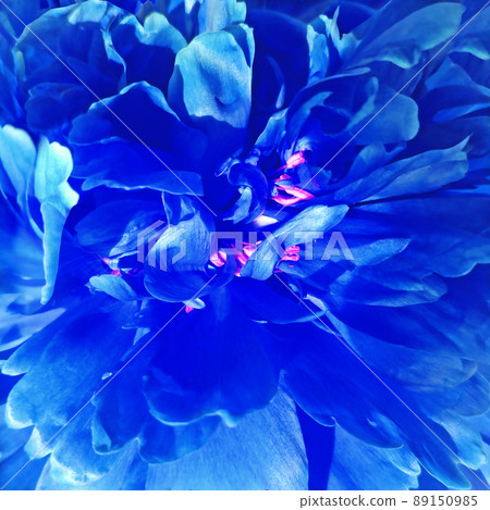 Peony blue flower.  Macro. Background from a flower. Nature.  . 89150985