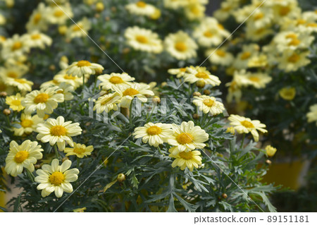 Yellow Marguerite daisy 89151181