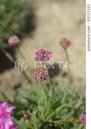 Sea Thrift Dusseldorf Pride 89151183
