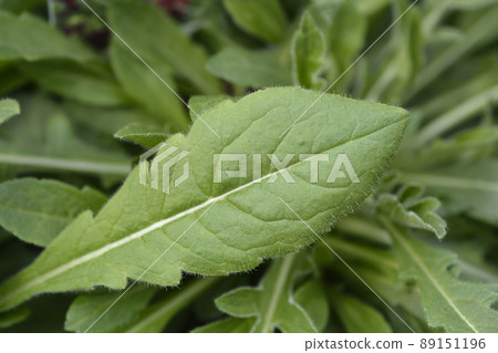 Macedonian scabious 89151196