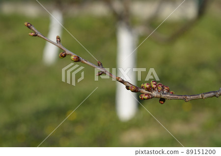 Sweet cherry 89151200