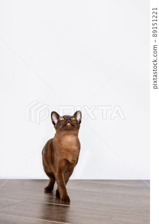 Amazing brown colored burmese kitten. Close up. 89151221