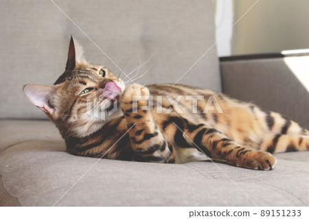 Bengal cat lying on couch and washing. Bengal cat lying on couch and washing. 89151233