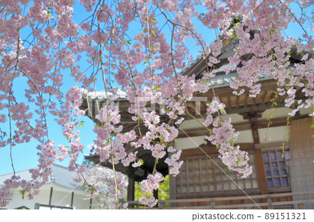 2022年春季 三井寺院內和櫻花 2022年春季 三井寺院內和櫻花 89151321