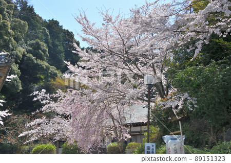 2022年春季 三井寺院內和櫻花 2022年春季 三井寺院內和櫻花 89151323