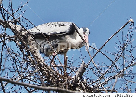 Making nests of Hawthorn 89151886