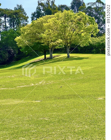 Trees standing on the grass of a gentle green hill 89152022