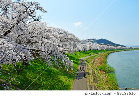 From Shibatao Bridge, Ichimoku Senbonzakura on the Shiroishi River bank, in the spring of Miyagi Prefecture From Shibatao Bridge, Ichimoku Senbonzakura on the Shiroishi River bank, in the spring of Miyagi Prefecture 89152636