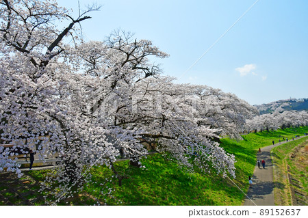 From Shibatao Bridge, Ichimoku Senbonzakura on the Shiroishi River bank, in the spring of Miyagi Prefecture 89152637