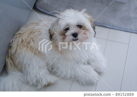 一隻有著嚴重眼淚和傷害的混血狗 89152889