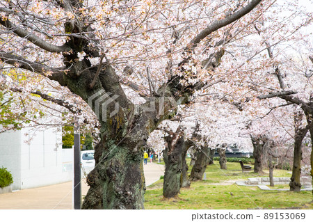 It is the scenery of the Peace Memorial Park in spring. The cherry blossoms are just before full bloom. Please enjoy the bright atmosphere of cherry blossom viewing. Hiroshima Prefecture It is the scenery of the Peace Memorial Park in spring. The cherry blossoms are just before full bloom. Please enjoy the bright atmosphere of cherry blossom viewing. Hiroshima Prefecture 89153069
