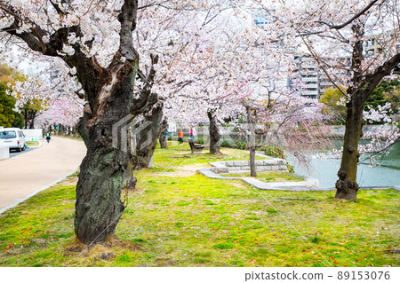 It is the scenery of the Peace Memorial Park in spring. The cherry blossoms are just before full bloom. Please enjoy the bright atmosphere of cherry blossom viewing. Hiroshima Prefecture It is the scenery of the Peace Memorial Park in spring. The cherry blossoms are just before full bloom. Please enjoy the bright atmosphere of cherry blossom viewing. Hiroshima Prefecture 89153076