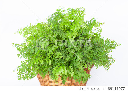 Fresh leaves of maidenhair fern Fresh leaves of maidenhair fern 89153077