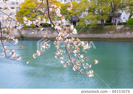 It is the scenery of the Peace Memorial Park in spring. The cherry blossoms are just before full bloom. Please enjoy the bright atmosphere of cherry blossom viewing. Hiroshima Prefecture 89153078