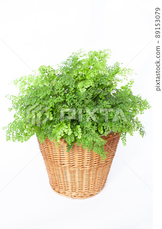 Fresh leaves of maidenhair fern 89153079