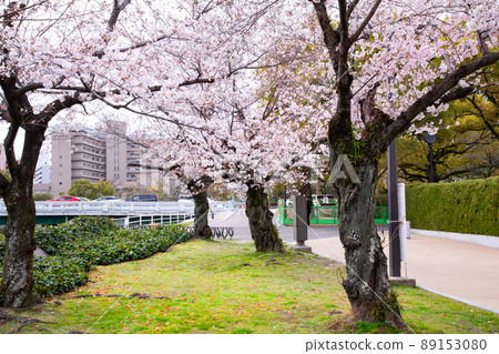 It is the scenery of the Peace Memorial Park in spring. The cherry blossoms are just before full bloom. Please enjoy the bright atmosphere of cherry blossom viewing. Hiroshima Prefecture 89153080
