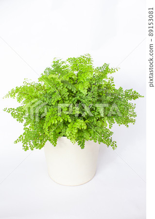 鐵線蕨新鮮的葉子 89153081