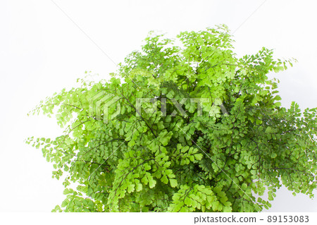 Fresh leaves of maidenhair fern 89153083