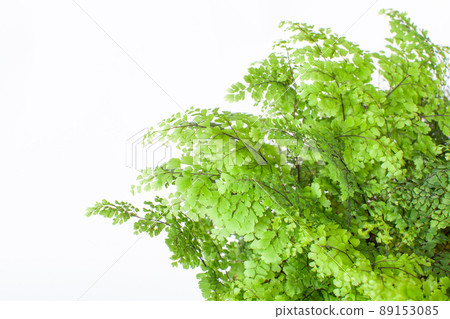鐵線蕨新鮮的葉子 89153085