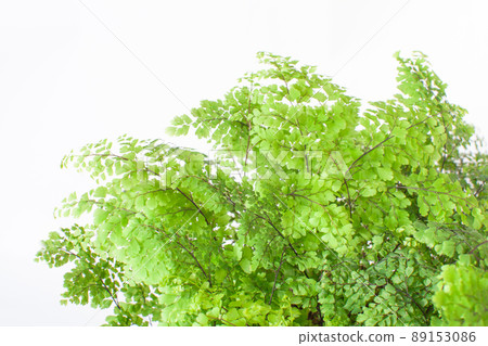 Fresh leaves of maidenhair fern Fresh leaves of maidenhair fern 89153086