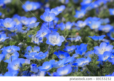 Nemophila花 89153232