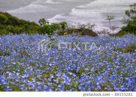 日向金浜觀景園內的水母 日向金浜觀景園內的水母 89153281